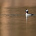 Birding