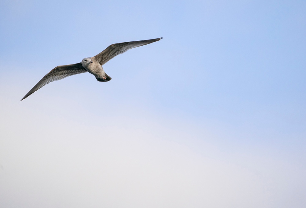 Birding