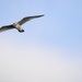 Birding