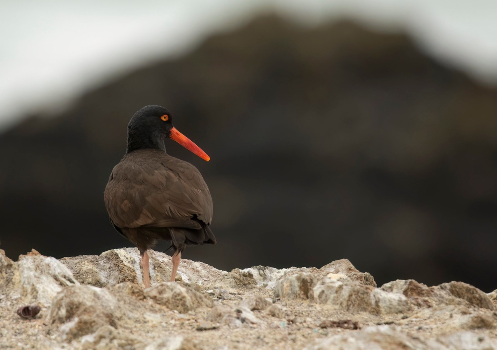 Birding
