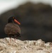Birding
