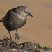 Birding