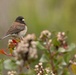 Birding