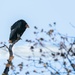 Birding