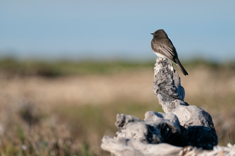 Birding