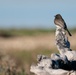 Birding