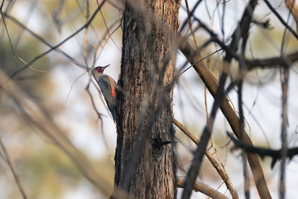 Birding