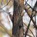 Birding