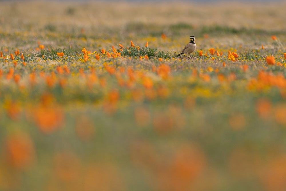 Birding