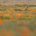 Birding