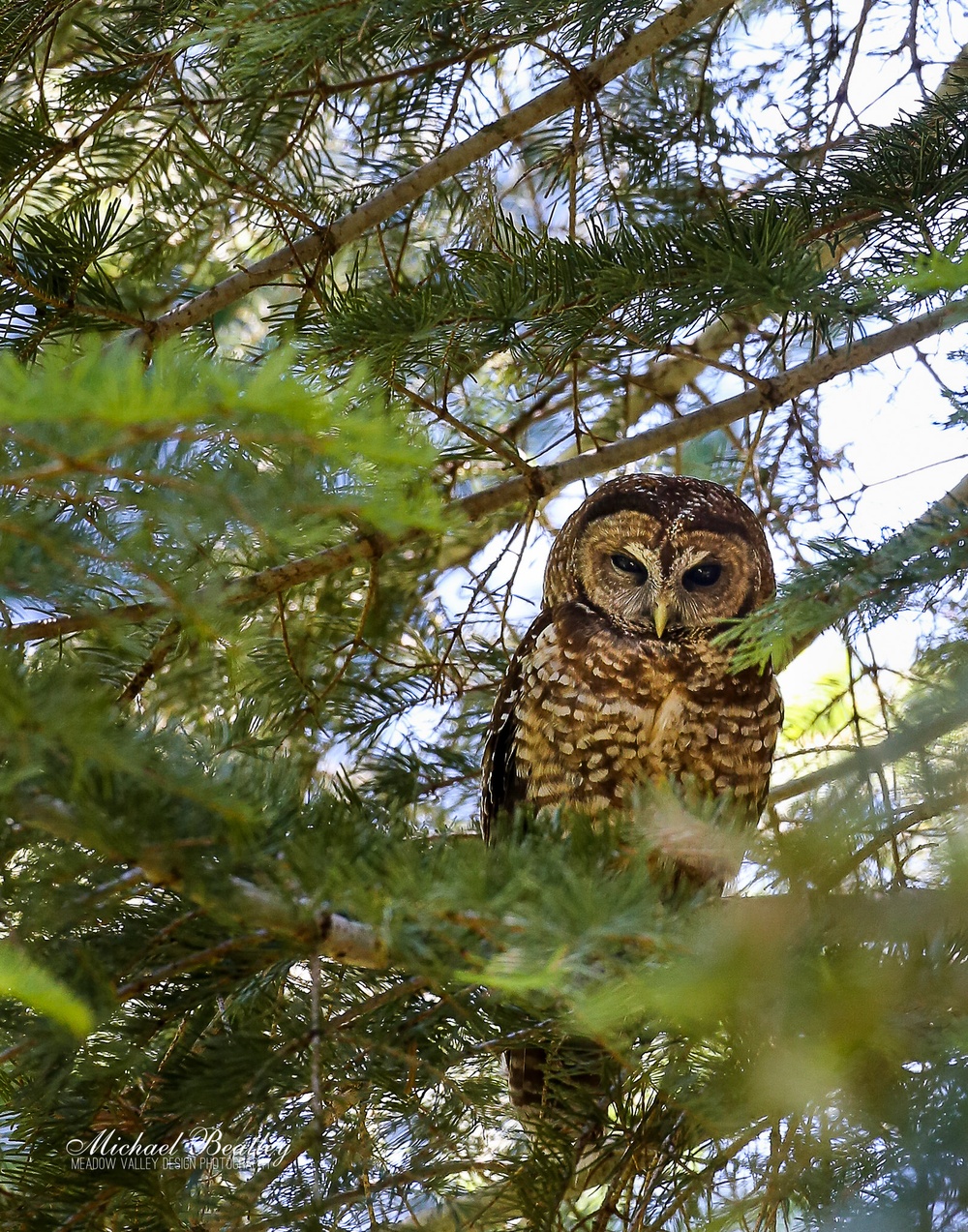 Birding