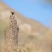 Birding
