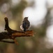 Birding