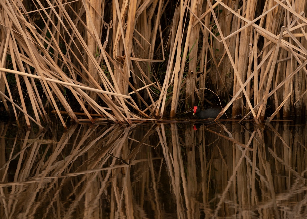 Birding
