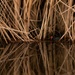 Birding