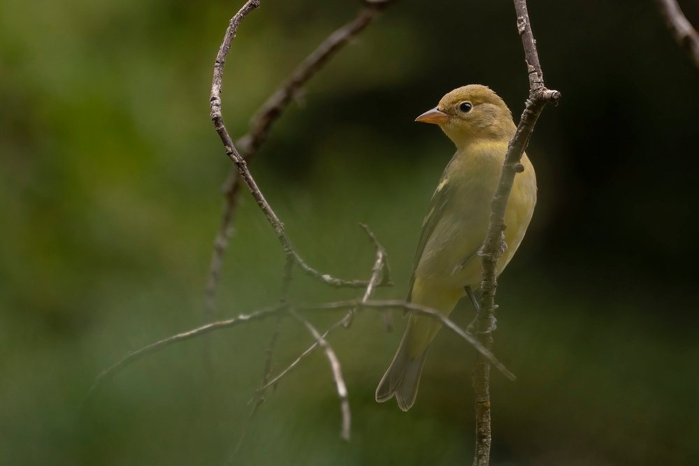Birding