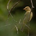Birding