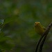 Birding