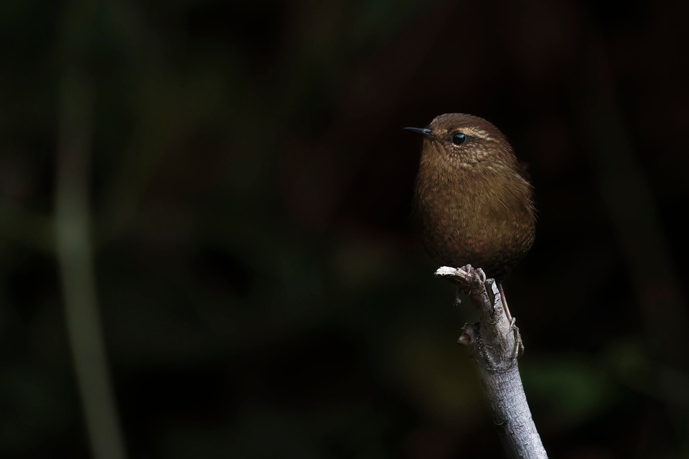 Birding