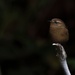 Birding