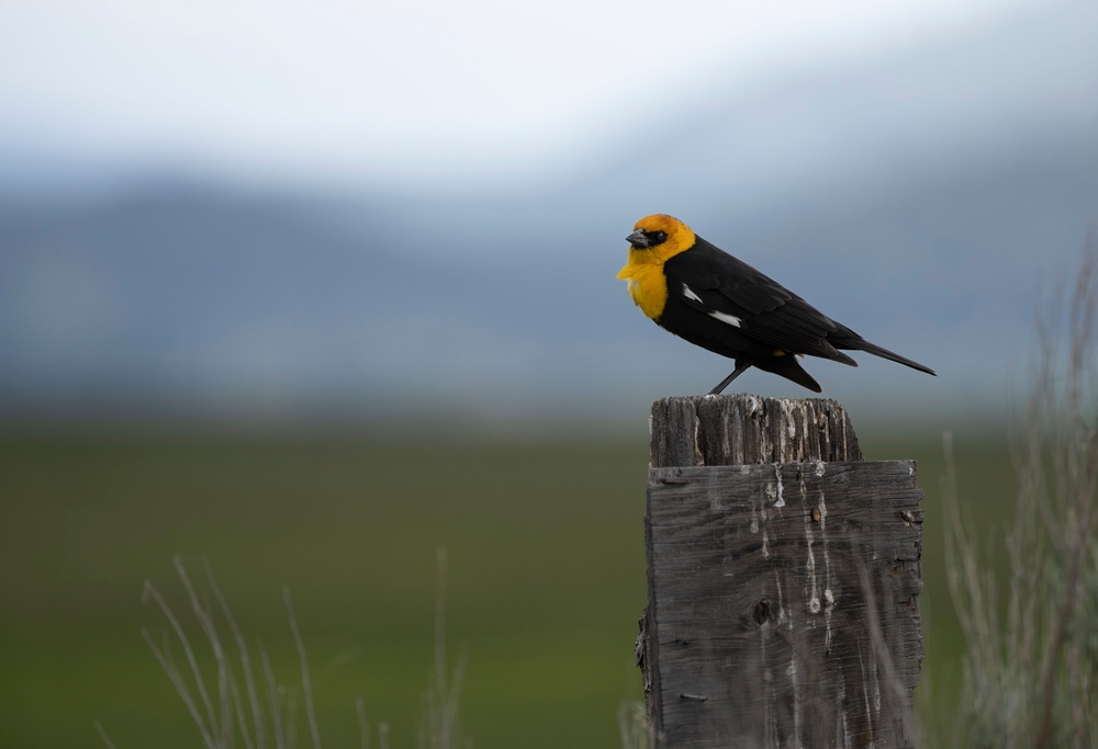 Plumas National Forest Wildlife