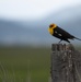 Birding