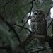 Birding