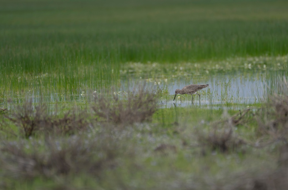 Birding