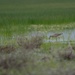 Birding