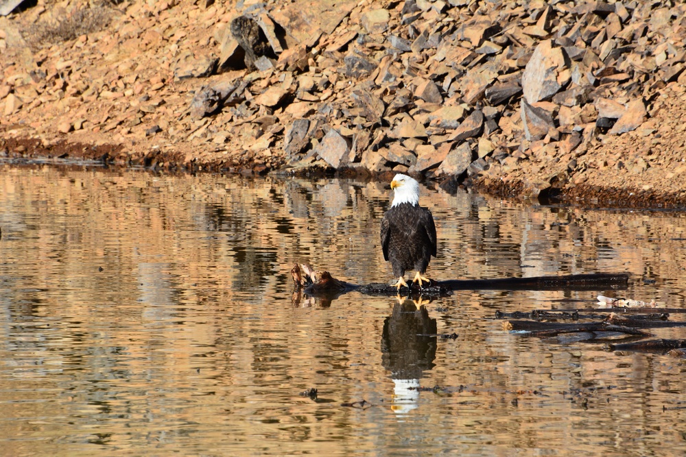 Fire helps the eagle soar