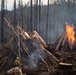 Plumas National Forest Pile Burn