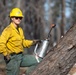 Plumas National Forest Pile Burn