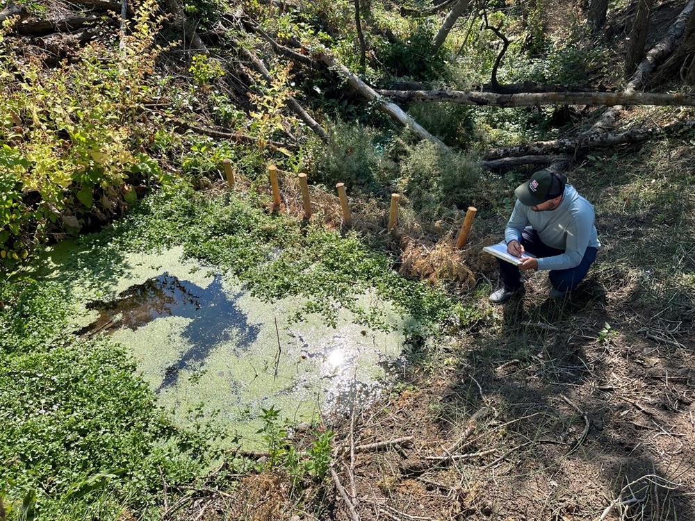 Completed Beaver Dam Analog (BDA) restoration project