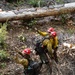 Cedar Ridge 2025 Pile Burns Unit 307