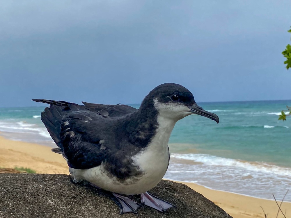 PMRF Prepares for ‘Dark Skies’ and Shearwater Fledging Season on Kaua`i