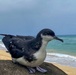 PMRF Prepares for ‘Dark Skies’ and Shearwater Fledging Season on Kaua`i