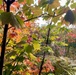 Fall Colors 2025