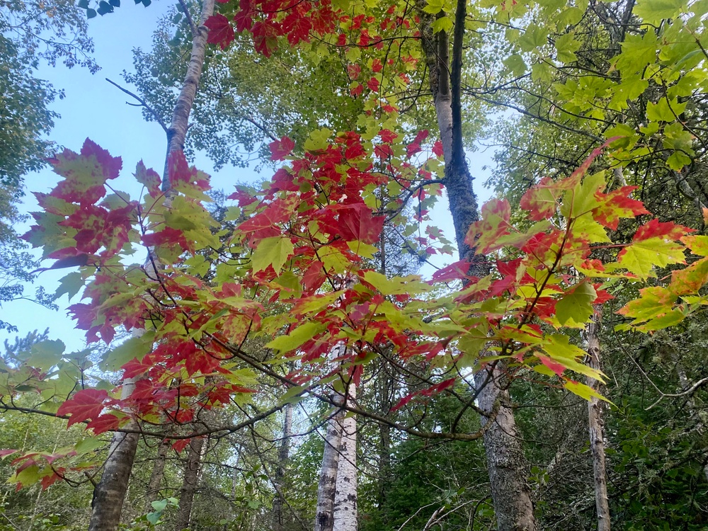 Fall Colors 2025