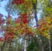 Fall Colors 2025