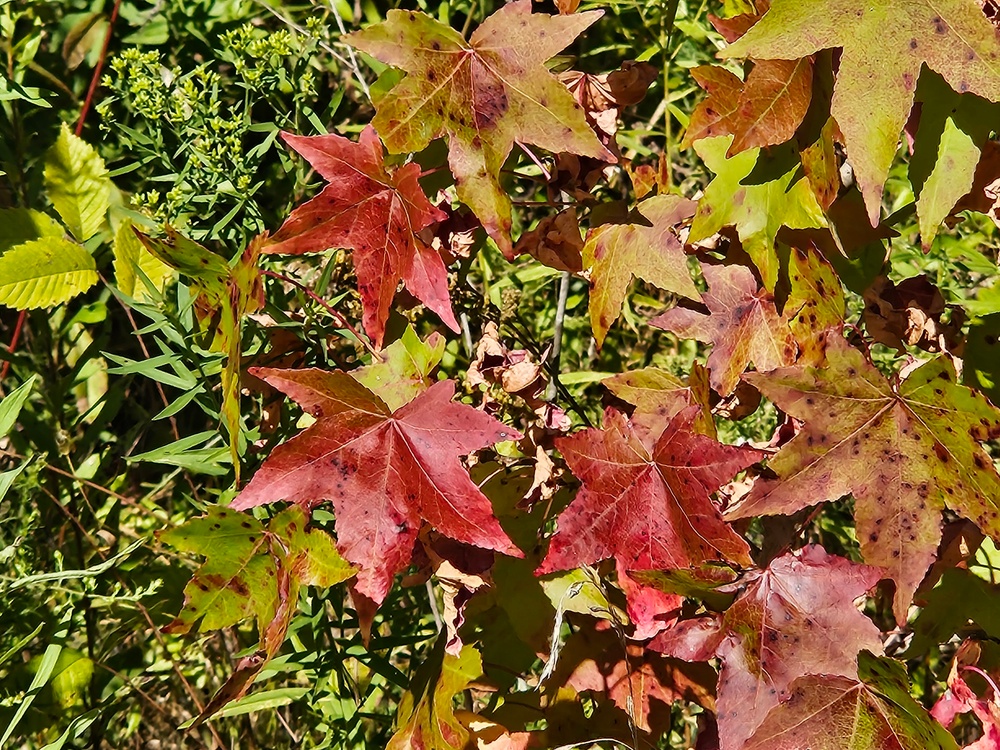Fall Colors 2025