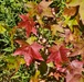 Fall Colors 2025