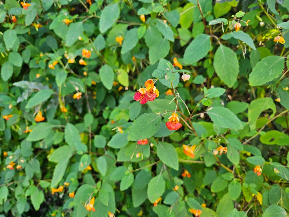 Fall Colors 2025