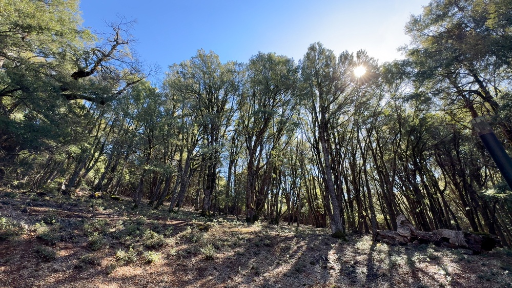 Community Wildfire Defense Grant