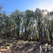 Community Wildfire Defense Grant