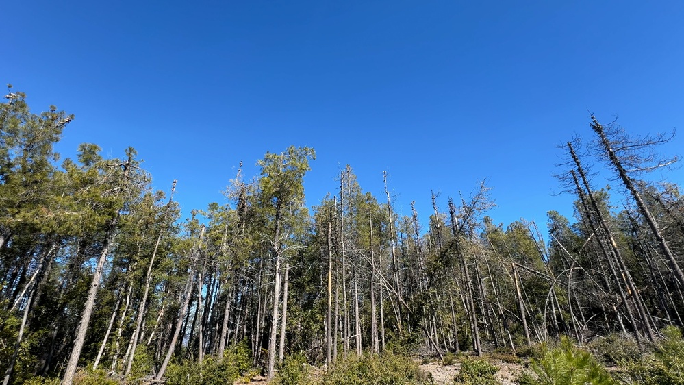 Community Wildfire Defense Grant