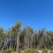 Community Wildfire Defense Grant