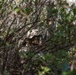 U.S. Marines with 2nd Bn., 4th Marines conduct patrol exercise