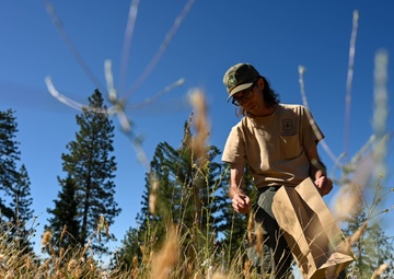 Seed Collecting on the Calaveras District