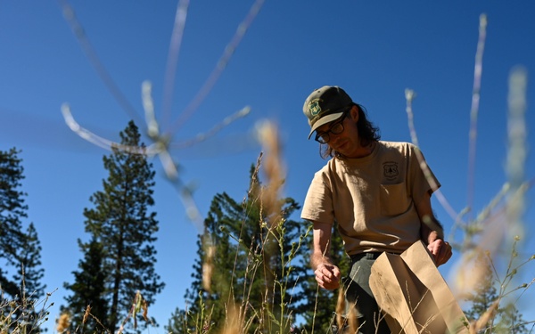 Seed Collecting on the Calaveras District