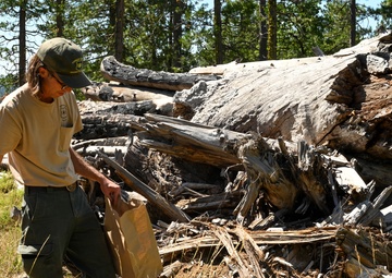 Seed Collecting on the Calaveras District